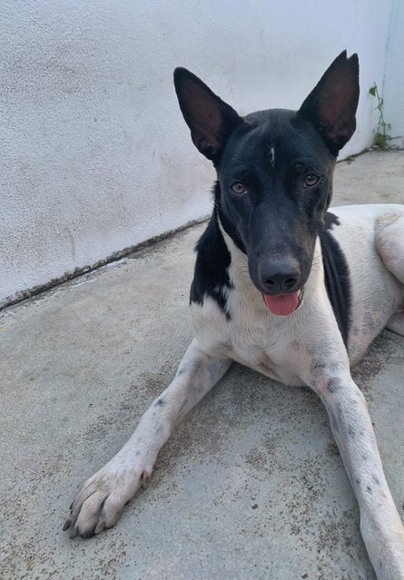 Urgent! Male (Black &amp; White) - Mixed Breed Dog