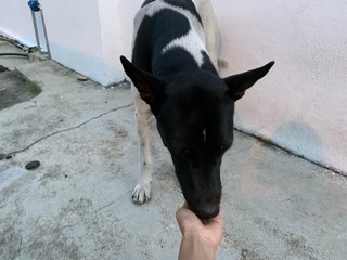 Urgent! Male (Black &amp; White) - Mixed Breed Dog