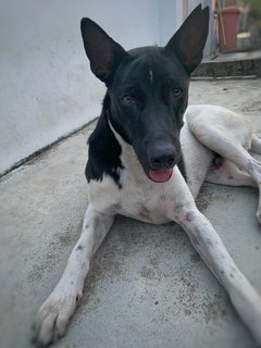 Urgent! Male (Black &amp; White) - Mixed Breed Dog