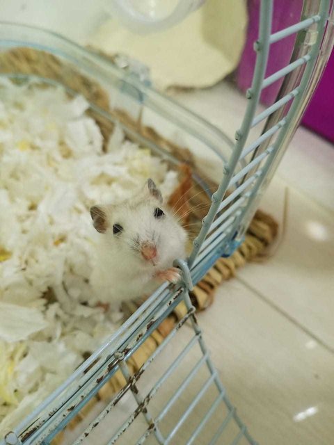 Bubbles - Short Dwarf Hamster Hamster