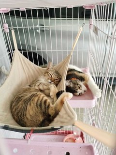 Cats For Adoption All Ages From Johor Malaysia Petfinder My