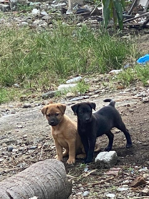 Blackie &amp; Brownie - Mixed Breed Dog