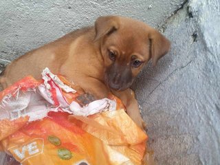 Blackie &amp; Brownie - Mixed Breed Dog