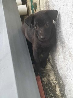 Blackie &amp; Brownie - Mixed Breed Dog