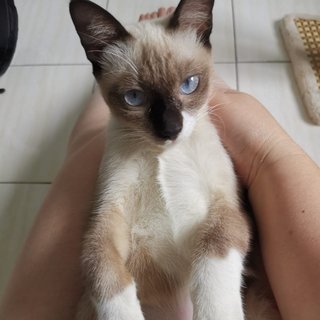 Socks The Inquisitive Gurl - Siamese + Domestic Short Hair Cat