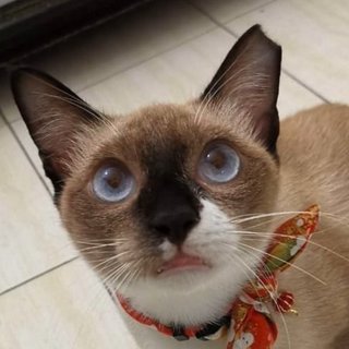 Socks The Inquisitive Gurl - Siamese + Domestic Short Hair Cat