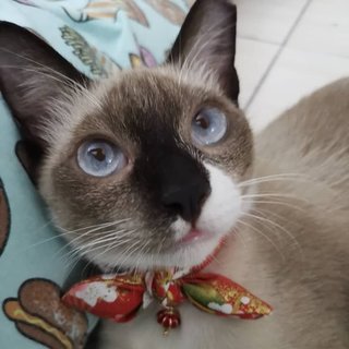 Socks The Inquisitive Gurl - Siamese + Domestic Short Hair Cat