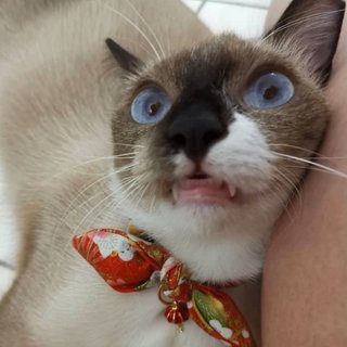 Socks The Inquisitive Gurl - Siamese + Domestic Short Hair Cat