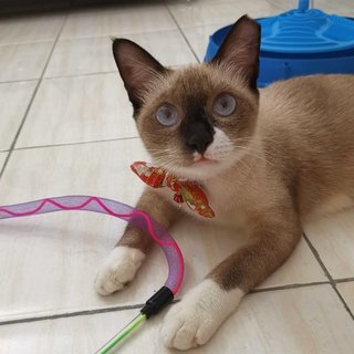 her favourite teaser wand