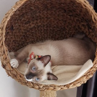 Socks The Inquisitive Gurl - Siamese + Domestic Short Hair Cat