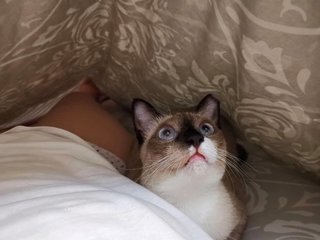 snuggles under the cover is the best...