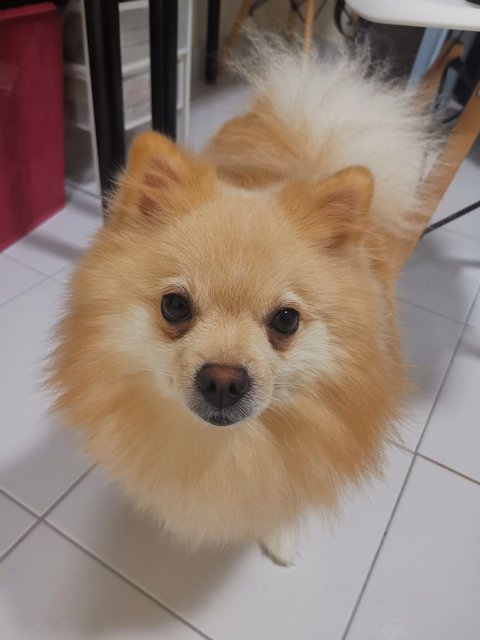 Mochi - Pomeranian Dog