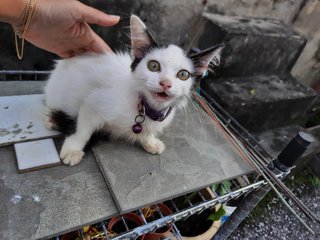 Meatball - Domestic Medium Hair Cat