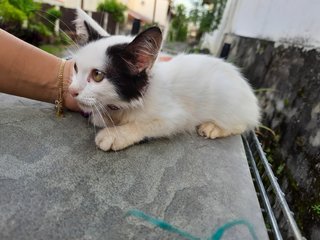 Meatball - Domestic Medium Hair Cat