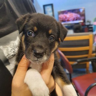 Leia at 1 month old 🐶