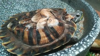 Rocket  - Turtle Reptile