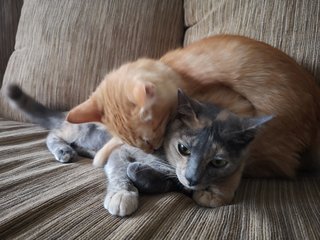 Marley And Boy - Domestic Short Hair + Domestic Long Hair Cat