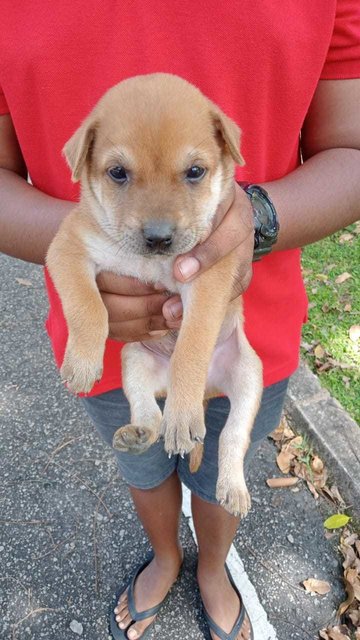 Peter , Toby, Bruno - Mixed Breed Dog