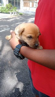 Peter , Toby, Bruno - Mixed Breed Dog