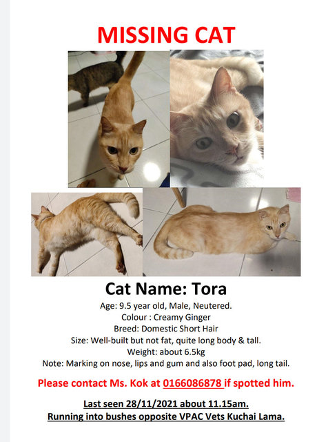 Tora - Domestic Short Hair Cat