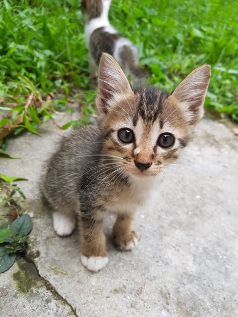 Coco - Domestic Medium Hair + Domestic Short Hair Cat