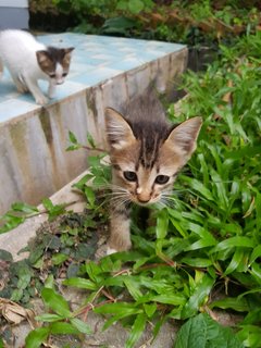 Coco - Domestic Medium Hair + Domestic Short Hair Cat