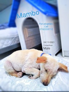 Mambo - Mixed Breed Dog