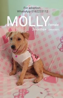 Molly - Mixed Breed Dog