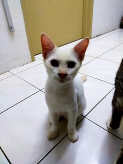 Dola - Domestic Short Hair Cat