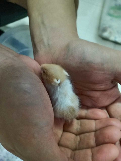 Mixed Syrians - Syrian / Golden Hamster Hamster