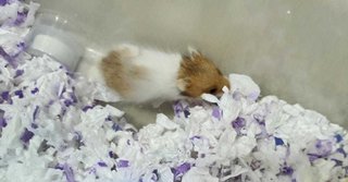 Mixed Syrians - Syrian / Golden Hamster Hamster