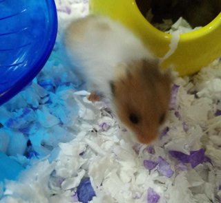 Mixed Syrians - Syrian / Golden Hamster Hamster