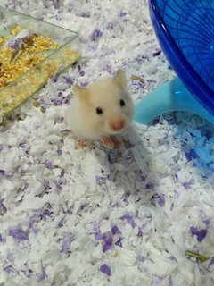 Mixed Syrians - Syrian / Golden Hamster Hamster