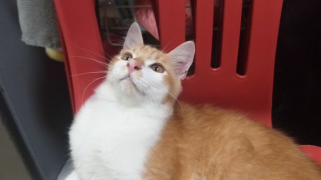 Garfield - Domestic Medium Hair + Ragdoll Cat