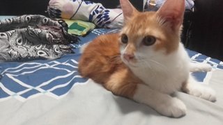 Garfield - Domestic Medium Hair + Ragdoll Cat