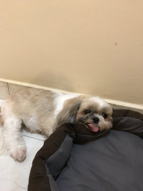 Bibi - Shih Tzu Dog