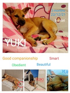 Yuki - Mixed Breed Dog