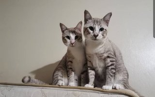 March &amp; Twelve - Domestic Short Hair + Domestic Medium Hair Cat