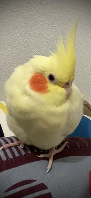 Kiki - Cockatiel Bird