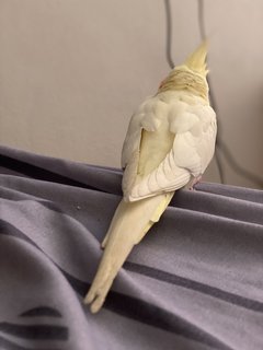 Kiki - Cockatiel Bird