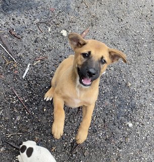 Teddy Bear N Friends - Mixed Breed Dog