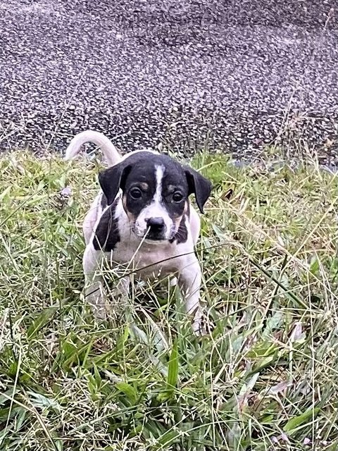 Teddy Bear N Friends - Mixed Breed Dog