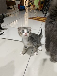 Teddy - Scottish Fold + British Shorthair Cat