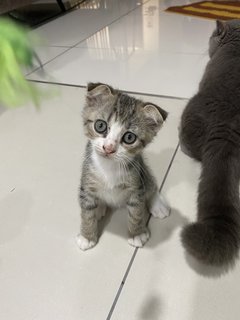 Teddy - Scottish Fold + British Shorthair Cat