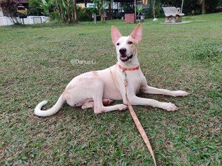 Beautiful Betty! - Mixed Breed Dog