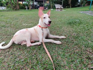 Beautiful Betty! - Mixed Breed Dog