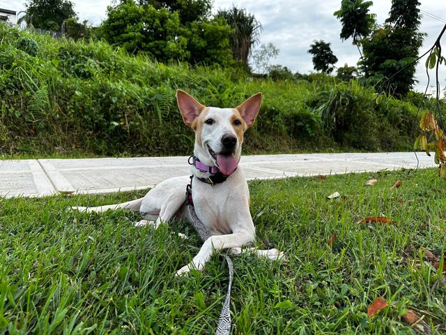 Beautiful Betty! - Mixed Breed Dog