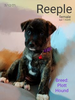 Reeple - Plott Hound Mix Dog