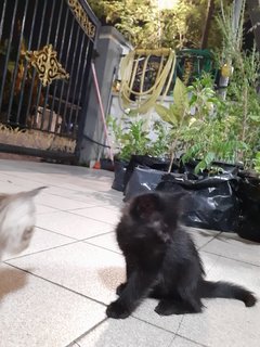 Kittens - Domestic Short Hair Cat