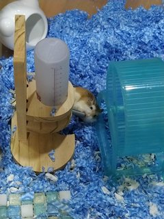 Bobby - Roborovsky's Hamster Hamster